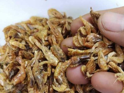 龙鱼受伤后的适宜饮食及护理方法（为龙鱼伤口愈合提供合适的饮食和照顾）