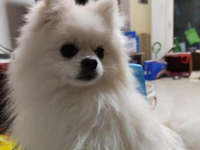 如何给你的博美狗进行美容？（简单易学的步骤让你的狗狗看起来更漂亮！）