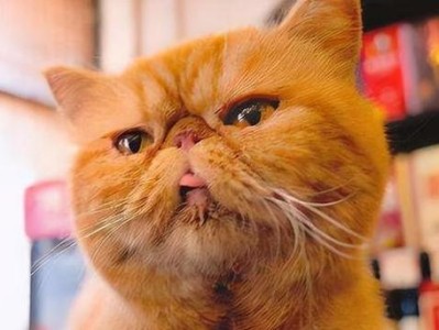 加菲猫——傲视一切的懒洋洋王者（探秘加菲猫的神秘品种和特点）