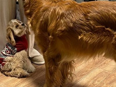 养护可爱的美国可卡犬（掌握正确的饲养方法，让你的宠物健康快乐）