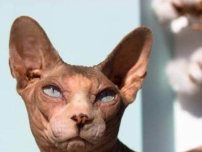 《加拿大无毛猫的饲养方法》（善待无毛猫，从饲养开始）