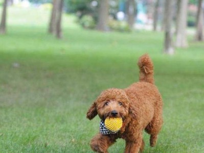 让泰迪犬养成室外拉便便的好习惯（从宠物训练到生活习惯，教你如何培养泰迪犬的良好习惯）
