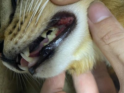 猫容易换得杯状病毒的原因及防控措施（了解猫容易换得杯状病毒，守护爱宠的健康）
