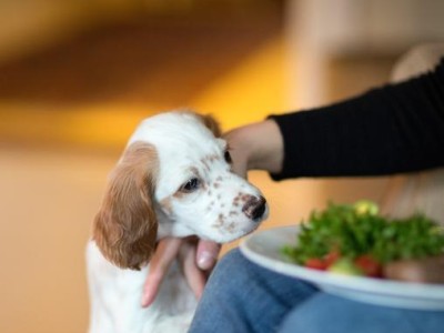 不掉毛又庞大的理想犬种（探寻适合家庭的大型不掉毛狗种）