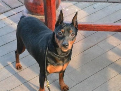 迷你杜宾犬的喂养指南（如何为你的宠物提供健康的饮食和生活环境）