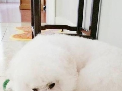 比熊尾巴掉毛的病因及治疗方法（揭秘比熊尾巴掉毛的原因及如何解决）