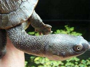 以巴西蛇颈龟为宠物的饲养指南（了解巴西蛇颈龟的特点和饲养技巧，让你的宠物健康快乐）