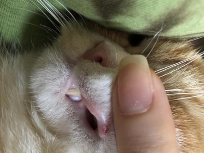 为什么猫咪容易出现口腔溃疡？（探讨猫咪口腔溃疡的原因和预防方法）