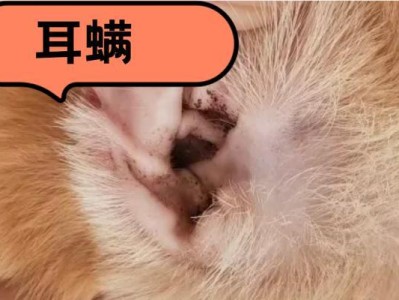 猫皮肤病解析（探究猫皮肤病的种类、原因和有效的治疗方法）