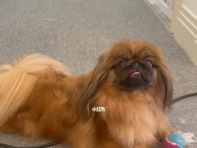 如何选择适合京巴犬的狗粮？（为您解析京巴狗粮的最佳选择及食用建议）