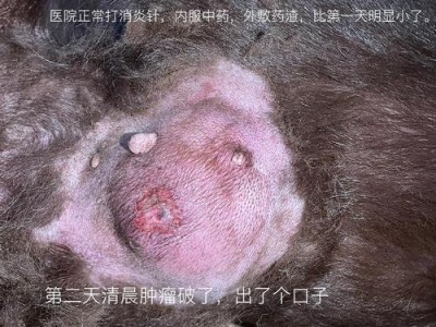 治疗狗狗乳腺瘤的最佳药物（选择适合的药物来治疗狗狗乳腺瘤）