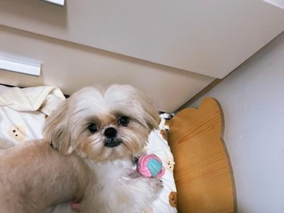 正确饲养西施犬的秘诀（宠物爱好者必看，让你的西施健康幸福）