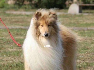 苏格兰牧羊犬——您最佳的宠物选择（了解苏格兰牧羊犬的特点与养护方法）