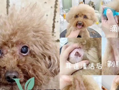 关于为什么不能剃狗脸部毛发的原因（保护狗狗健康的关键——不要剃脸部毛发）