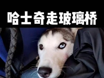 哈士奇前腿抖动无力的原因及处理方法