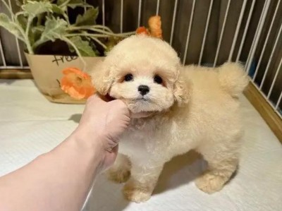 探寻纯种泰迪犬的价格之谜（揭秘纯种泰迪犬价格，帮你辨别真伪）