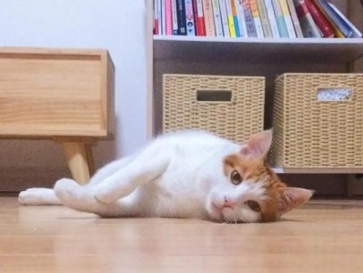 探究猫科动物无法驯化的原因（揭秘猫科动物驯化困难的奥秘）