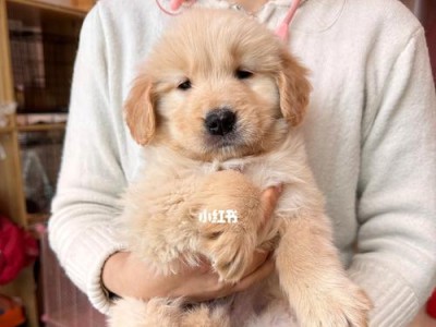 养金毛犬的月度花费及经济负担（了解金毛犬的每月开销是如何影响你的钱包的）