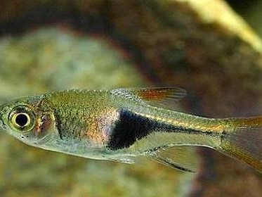 头尾灯鱼饲养方法（让您轻松打造生动水族箱的宠物世界）