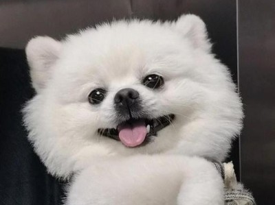 善良巨犬（盘点体型庞大却温柔可爱的巨犬宠物，萌化你的心）