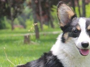 如何训练柯基犬参加防卫训练？（从宠物到保护伙伴——柯基犬的训练方法）
