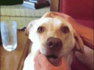 狗狗的无兴趣世界（揭开狗狗对一切事物都不感兴趣的谜团）