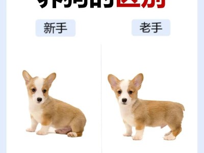 新手养狗必知注意事项（宠物养护指南，助你成为优秀的狗爸狗妈）
