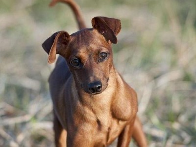 迷你杜宾犬鼻子干干，要注意的健康问题（宠物饲养常见问题之一，干燥的鼻子该怎么办？）