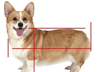 大白熊犬与萨摩耶（了解大白熊犬和萨摩耶，发现你更喜欢哪一个）