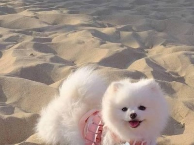 博美犬的价格和颜色多样性（了解博美犬的市场价格和不同的毛色品种）