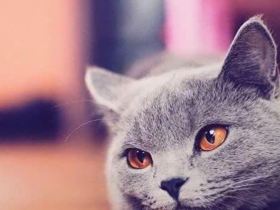 如何判断猫咪的胖瘦（保持宠物健康的关键）