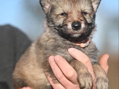 捷克斯洛伐克的狗类瑰宝（探寻捷克斯洛伐克特有犬种的魅力）