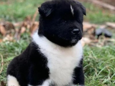 中华田园犬与品种犬（探究中华田园犬未成为品种犬的原因与两者境遇的不同）