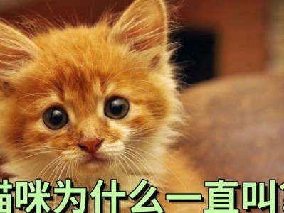 公猫老叫是什么意思？猫语解读与常见原因剖析（揭秘猫咪的叫声密码及其背后的心理需求）