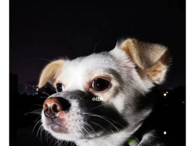 如何缓解小奶狗的焦虑（以新环境为例，如何让小奶狗适应新家）