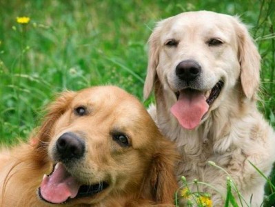 从幼犬到成年狗狗，外貌是否有所改变？