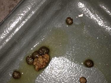幼兔拉稀的原因及处理方法（了解幼兔拉稀的原因，科学处理幼兔的拉稀问题）