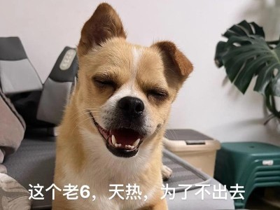 狗狗夏季健康护理（宠物狗的酷暑保健指南）