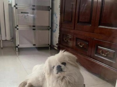 中间有白色的可爱狗狗——什么品种的狗狗？（探索带有白色斑纹的狗狗品种及其特点）