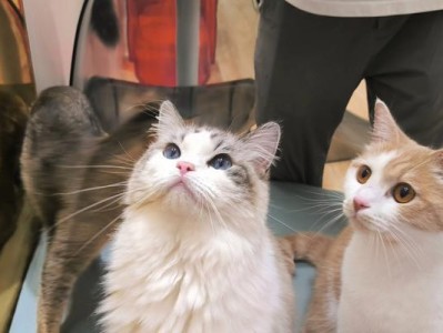 2个月大的猫咪应该吃什么？（了解2个月猫咪的饮食需求，给它们提供正确的营养）