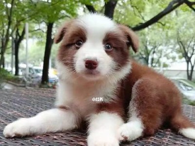 探寻边牧之美——以什么颜色的边牧好看？（以外貌审美视角探究边牧犬的魅力）