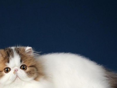探寻波斯猫的魅力（揭秘波斯猫的起源、特点和养护）