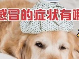 小狗感冒咳嗽的康复时间及护理方法（了解小狗感冒咳嗽的康复过程，帮助宠物快速恢复健康）