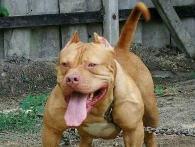 比特犬会咬人吗？（探究比特犬的咬人行为及如何正确养护）