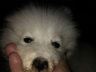 幼犬为什么发烧不退？（探究引起幼犬发烧的原因及治疗方法）