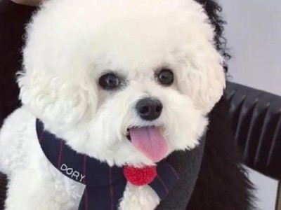 延长比熊犬寿命的方法（了解比熊犬衰老迹象，让它们健康长寿）