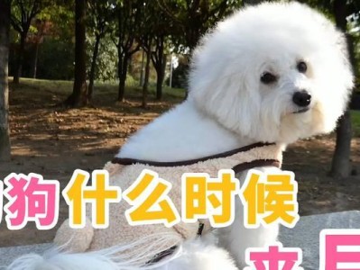 狗狗来大姨妈的时间有关问题解析（大姨妈周期、持续时间以及影响因素解析）