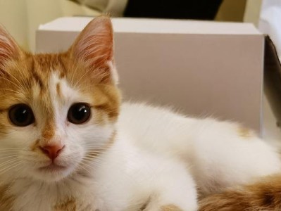 如何驯养喜欢抓人的小猫（以宠物为主，掌握正确驯养技巧）