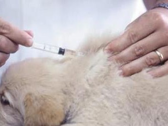 狗狗打疫苗的正确时间及原因（保护狗狗免受疾病侵害的重要举措）