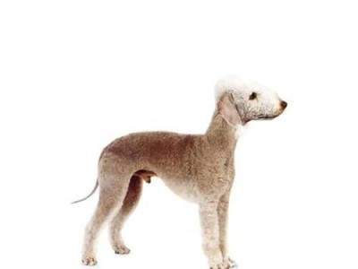 如何正确饲养凯利蓝梗犬（掌握关键技巧，打造健康快乐的爱宠生活）